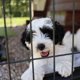 Moo Cow Carl - Black and white male Bernedoodle puppy in Midland, Michigan from Puppy Place