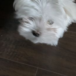 Maltese from Mountain Meadow Maltese