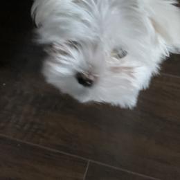 Maltese from Mountain Meadow Maltese