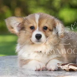 Pink Collar -FLUFFY - Sable female Pembroke Welsh Corgi puppy in Terrell, Texas from Brynwood Pembroke Welsh Corgis