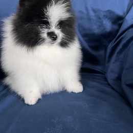 Bandit - Black parti male Pomeranian puppy in Woodsfield, Ohio from Country Lane Kennels