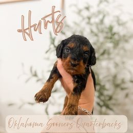 Hurts - Tri-color male Cavapoo puppy in Colcord, Oklahoma from Copper Lane Aussies, Doodles & Cavapoos