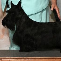 Scottish Terrier All Grown Up from Michi Ball's Scottish Terriers