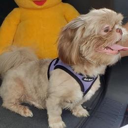 Frankie - Shih Tzu