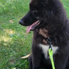 Siberian Husky Puppies from Star Blue Siberians