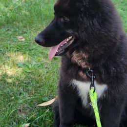 Siberian Husky Puppies from Star Blue Siberians