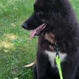 Siberian Husky Puppies from Star Blue Siberians