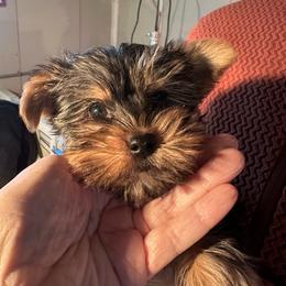 Truffle - Black and tan female Yorkshire Terrier puppy in Cameron, Oklahoma from Jane’s Yorkies