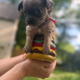 Red Fred - Blue merle male Chihuahua puppy in Little Rock, Arkansas from Plum and Pom Kennel