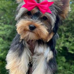 Yorkshire Terriers from YayasYorkies