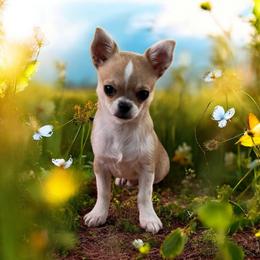 Chihuahua Puppies from Home Grown Chihuahuas From Iowa