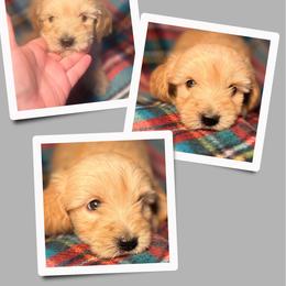 Chai - Apricot female Goldendoodle puppy in Bluefield, Virginia from Love on a Leash