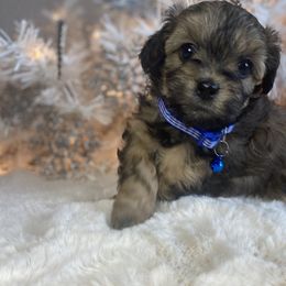 Girl 2 - Chocolate sable Havapoo puppy in Tropic, Utah from Lady Paws-Kara