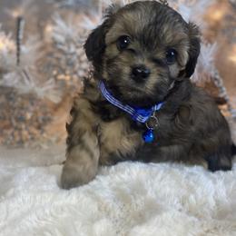 Girl 2 - Chocolate sable Havapoo puppy in Tropic, Utah from Lady Paws-Kara
