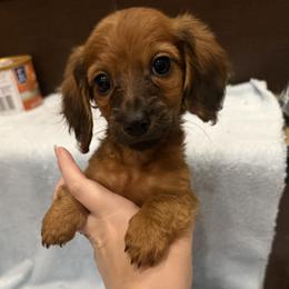 Dachshund puppies from It’s just a wiener dachshund