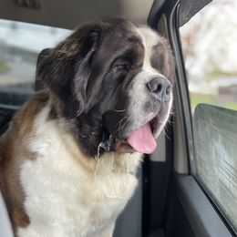 Bacardi  - Saint Bernard