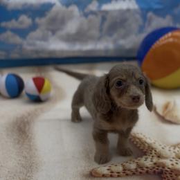 Isabella and Cream Longhair Female - Fawn (Isabella) female Dachshund puppy in Killeen, Texas from Southern Dachshunds