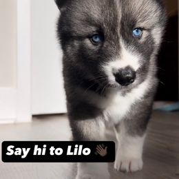 Siberian Husky Puppies from FamilyFur
