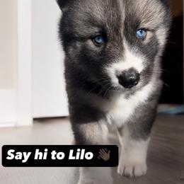 Siberian Husky Puppies from FamilyFur