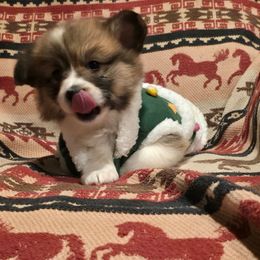 Noelle - Red female Pembroke Welsh Corgi puppy in Hebron, Kentucky from The Clever Corgi