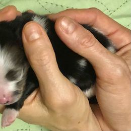 Pomeranian Puppies from Yates Pomeranians