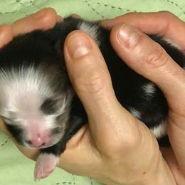 Pomeranian Puppies from Yates Pomeranians