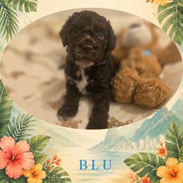 Boy 3 - Brown male Lagotto Romagnolo puppy in Salida, California from Harper's Lagotti
