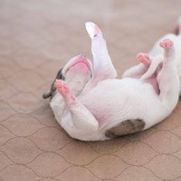 Whippet Puppies from Aperture Whippets