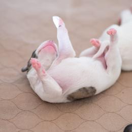 Whippet Puppies from Aperture Whippets