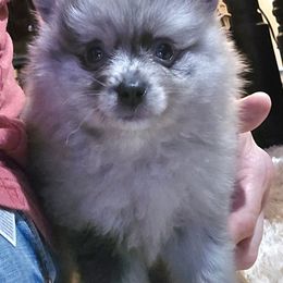 Sky - Blue merle male Pomeranian puppy in Pickton, Texas from Mandy's Precious Poms