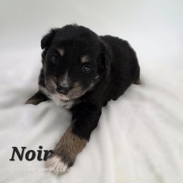 Noir - Black tri-color female Australian Shepherd puppy in Annville, Pennsylvania from Creekside Aussies LLC
