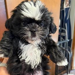 Tux's - Black and white male Shih Tzu puppy in Victorville, California from RUMBLE n TUMBLE
