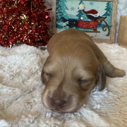 Puppy 2 - Cream male Dachshund puppy in Perryville, Maryland from Heavenly Heritage Dachshunds and Doods