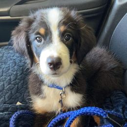 Australian Shepherds and Miniature Australian Shepherds from Double T O Farms