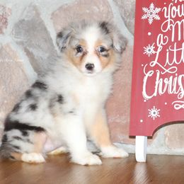 BMF1 - Blue merle female Australian Shepherd puppy in Chehalis, Washington from Wandering Acres Ranch