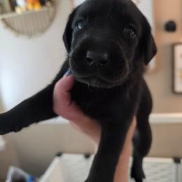 Mystic - Black female Labrador Retriever puppy in Bartlett, Tennessee from Red Hearts Labradors