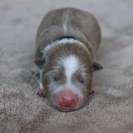 Boy 1 - male Border Collie puppy in Courtland, Alabama from C Bar C Ranch Border Collies