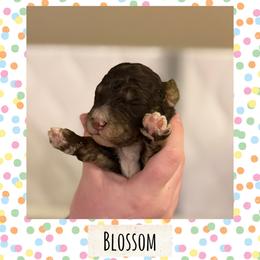 Blossom - Brown female Poodle puppy in Surprise, Arizona from Oh Doodles Doodlery