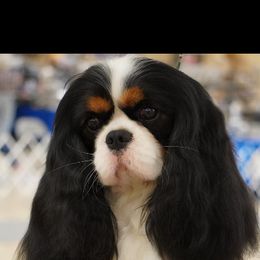 Cavalier King Charles Spaniel All Grown Up from Coxson’s Cavaliers