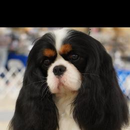 Cavalier King Charles Spaniel All Grown Up from Coxson’s Cavaliers