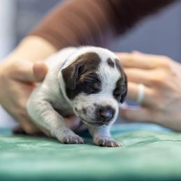 Blue Boy - Liver and white male German Shorthaired Pointer puppy in Bryan, Texas from Ehrenvogel and Bessdach Kennels