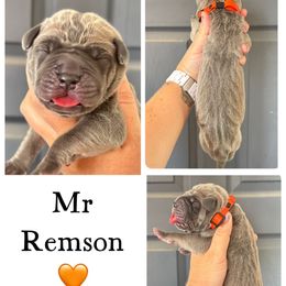 Remson - Fawn male Great Dane puppy in Sac City, Iowa from Northern Great Danes of Colorado & Iowa