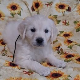 Girl 3 - Light golden female Golden Retriever puppy in Campton, Kentucky from ElkRidge Goldens