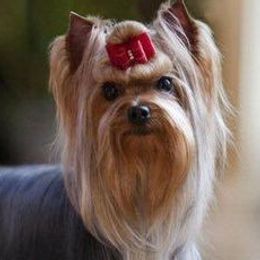 Yorkshire Terriers from Diamonds of York
