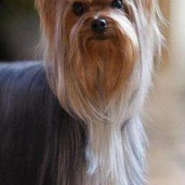 Yorkshire Terriers from Diamonds of York