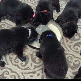 Black Newfoundland Female 2 - Black female Newfoundland puppy in Burfordville, Missouri from Umfleet Farms