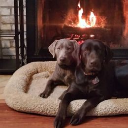 Dilute Retrievers from Longoria's Labrador Retrievers