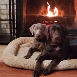 Dilute Retrievers from Longoria's Labrador Retrievers