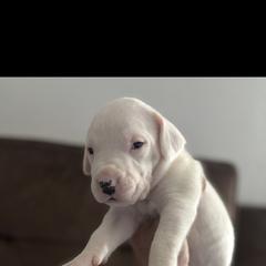 Boy 5 - Dogo Argentino puppy from First-Class Lineage