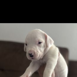 Boy 5 - Dogo Argentino puppy from First-Class Lineage